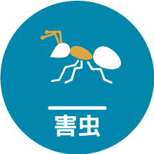蟻・害虫駆除
