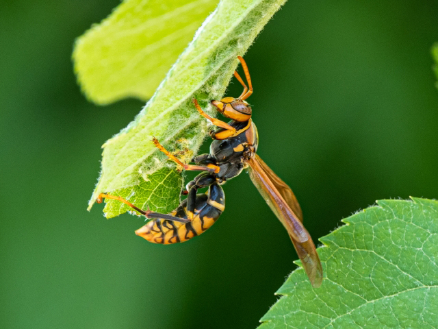 アシナガバチ写真
